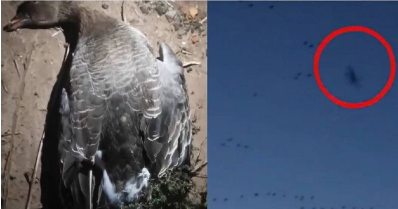 大陸山東東營市進入候鳥棲息季，有不少民眾前往賞「鳥浪奇觀」，卻直擊有人使用無人機，害一隻大雁撞上慘死，引發社會關注。（圖／翻攝自微博／上游新聞）