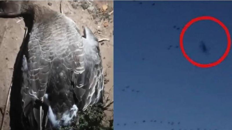 陸無人機闖候鳥天堂！低飛撞死大雁畫面曝