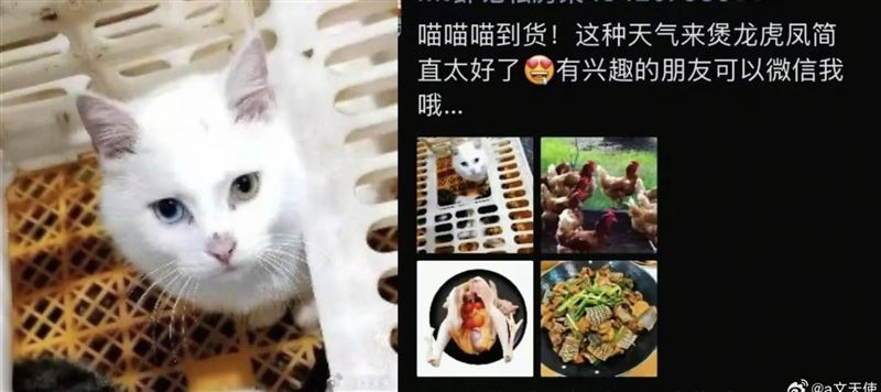廣東佛山一家私廚被爆出宰殺活貓烹製「龍虎鳳」。（圖／翻攝自微博）