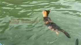 中國廣東一處水庫發生民眾集體放生貓咪的案件，導致不少貓咪被在水面載浮載沉。（翻攝畫面）