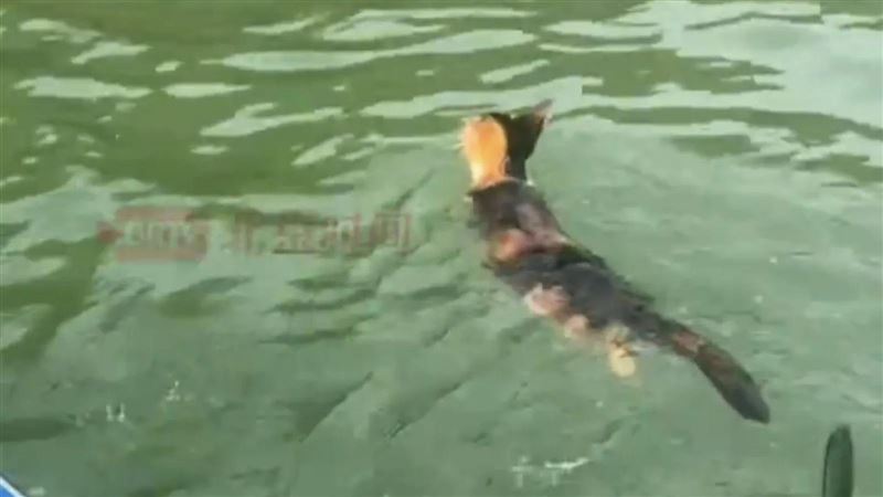 陸水庫邊放生上千隻貓咪　貓嚇壞摔入水中