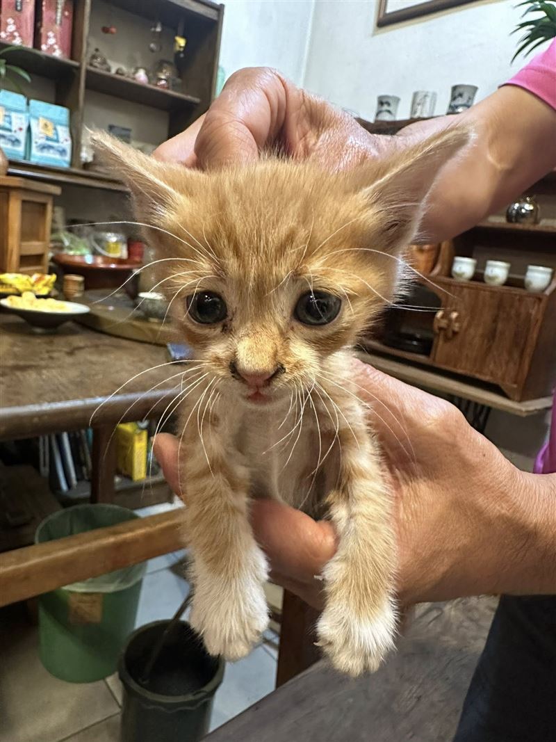 流浪的小橘貓意外引發死亡車禍，最後在善心人士幫忙下已被收養。（圖／翻攝我是三義人臉書）