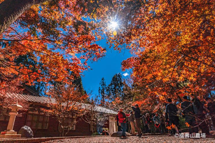 福壽山農場。（圖／FineDayClub提供）