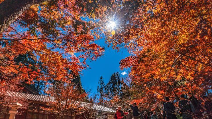 玩！台灣四大賞楓秘境　精選頂級旅宿提案
