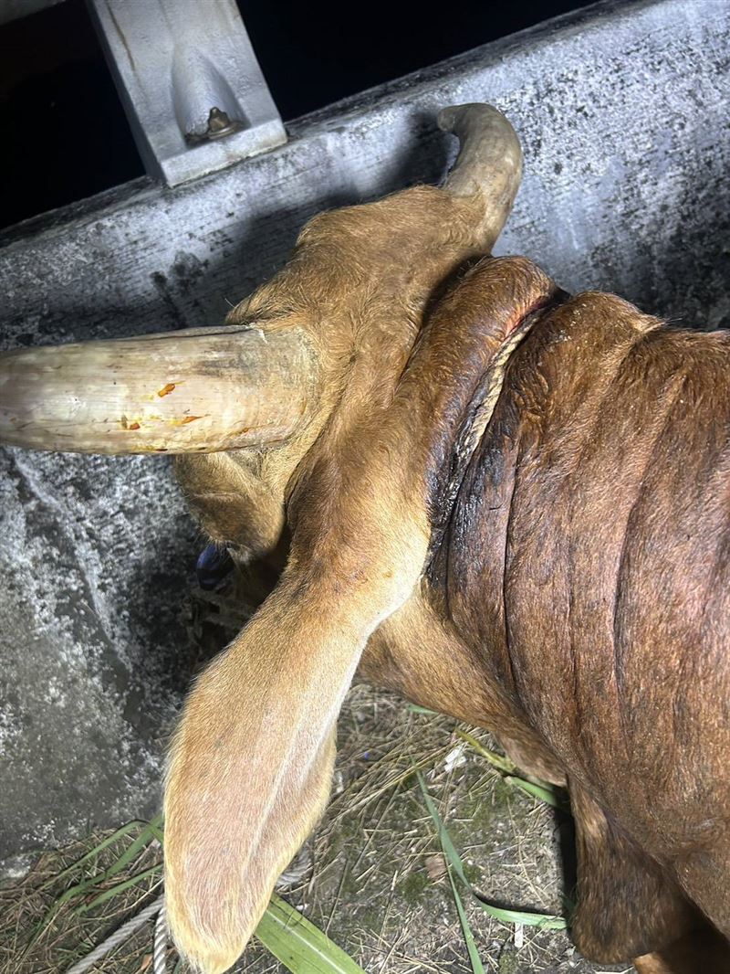 牛隻頸部因繩索緊勒有道深深的勒痕。（圖／翻攝畫面）
