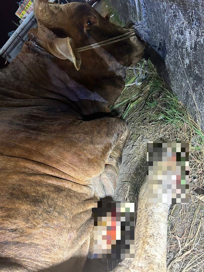 黃牛綁在小貨車上拖行，導致腳部多處受傷流血。（圖／翻攝畫面）