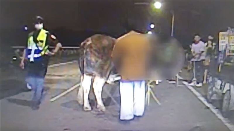 大批網友見到社群貼文後到場幫忙，並一同護送老牛回家。（圖／翻攝畫面）