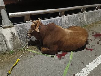 新／被拖行老牛重生！善人送牠往台南養老