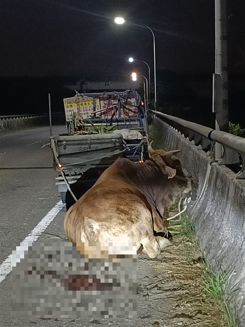 老黃牛疑似因強行拖行造成全身傷癱坐在橋上。（圖／翻攝畫面）