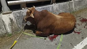 老黃牛不哭！遭綁貨車拖行「沿路滴血」蜷縮橋邊　網友心疼護牠回家