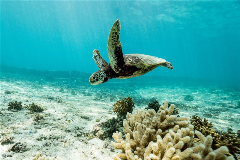 宮古島冬季海水清澈度高，能見度極佳，更有機會與海龜共游。（圖／星宇航空提供）