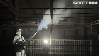 全面失能！豬瘟揭台中市府「世紀級人禍」