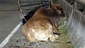 老黃牛不哭！遭綁貨車拖行「沿路滴血」蜷縮橋邊　網友心疼護牠回家