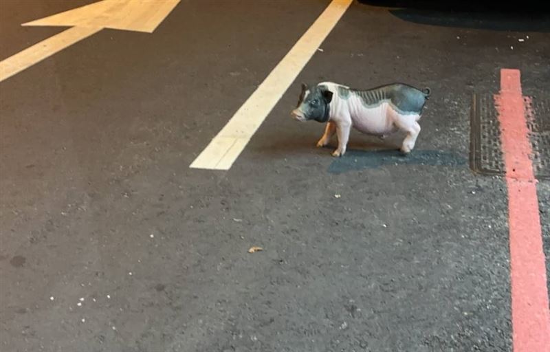 台中太平昨日深夜有隻迷你豬闖道路。（圖／翻攝畫面）