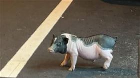 台中深夜「迷你豬」闖道路趴趴走！警到場協助圍捕　飼主下場曝光
