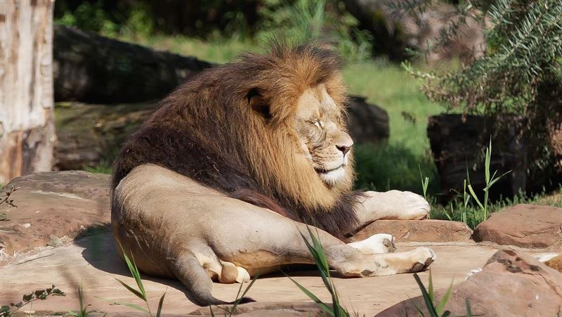 非洲驚現神顏「捲毛獅」！自然捲像被燙過