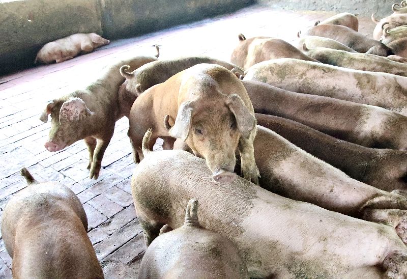 歐盟最大豬肉產國西班牙出現非洲豬瘟，31年來首見。（示意圖）