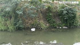 東螺溪,彰化,小羊,棄屍,豬瘟（圖／翻攝畫面）