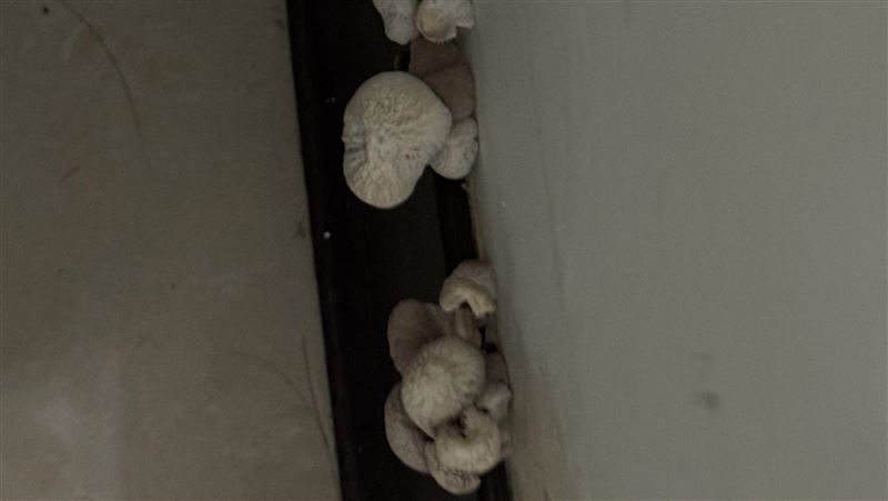台人家中牆壁狂冒大菇：除濕機開了還在長