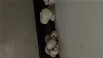 台人家中牆壁狂冒大菇：除濕機開了還在長