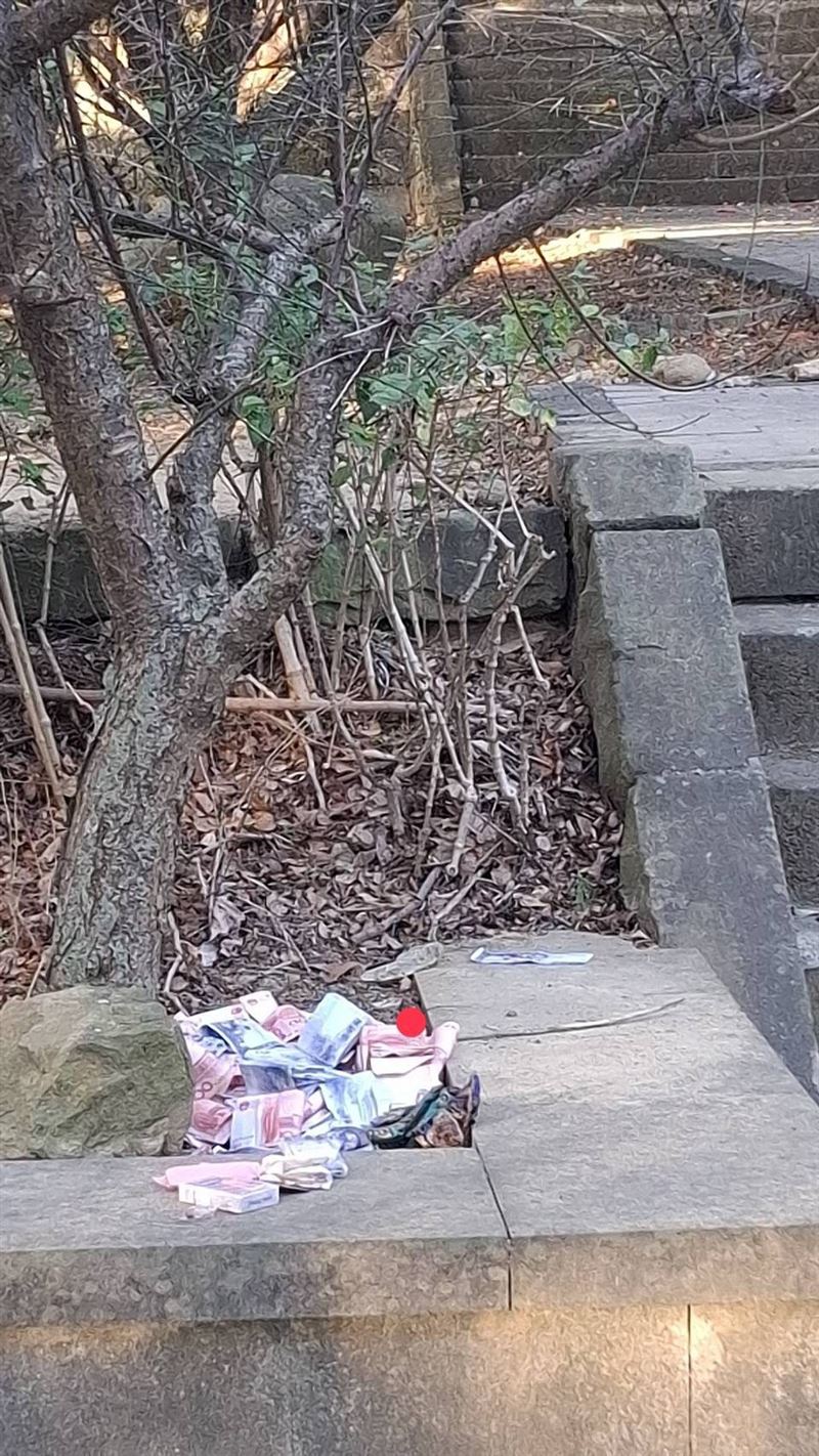 苗栗縣苗栗市貓裏山公園今天（5日）清晨，有晨運民眾在一棵梅樹下的花圃發現大批現金及金條。（圖／民眾提供）