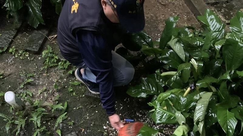 新/今年首例！新北6旬婦頭暈染本土登革熱