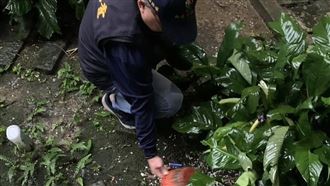 新/今年首例！新北6旬婦頭暈染本土登革熱