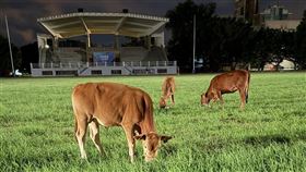 明新科大,牛,吃草,校園,飼主（圖／（圖／翻攝自Threads @goldfish._.0703）