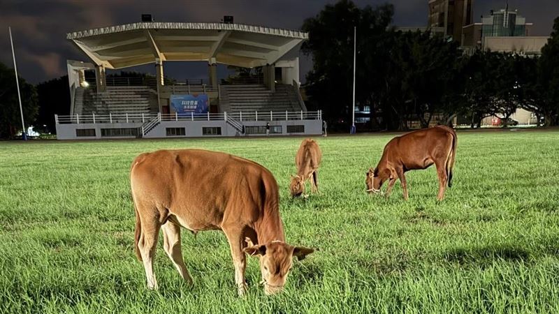 明新科大「牛闖入」吃草　學生直擊：太扯