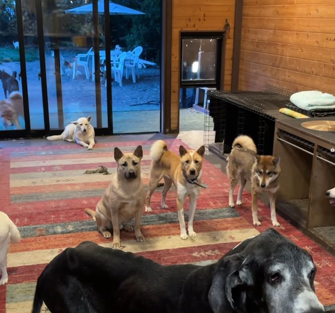 齋藤宏隆以全部資金成立「Wansfree 犬舍」。（圖／翻攝自Instagram @wansfree）