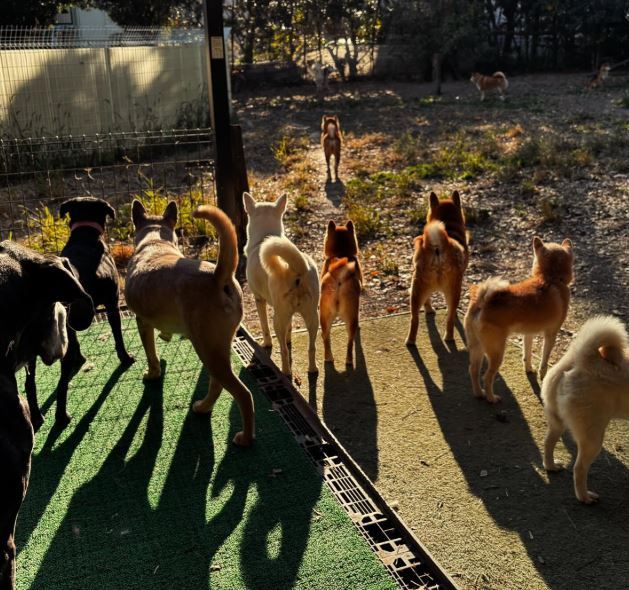 Wansfree 寵物收容所，不收外界口中的「乖狗」，反而專門收進那些被虐待、被遺棄，被貼上「攻擊性」、「問題犬」標籤的狗。（圖／翻攝自Instagram @wansfree）