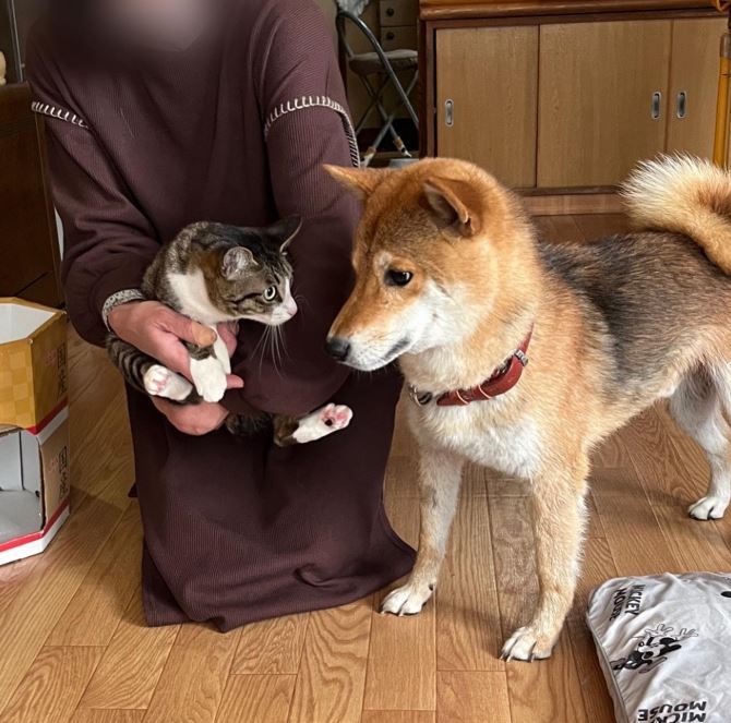 Wansfree 現在收容 40 隻狗與 8 隻貓，所有動物都能自由活動。（圖／翻攝自Instagram @wansfree）