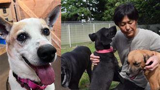 愛犬救輕生主人！他賣法拉利建寵物收容所