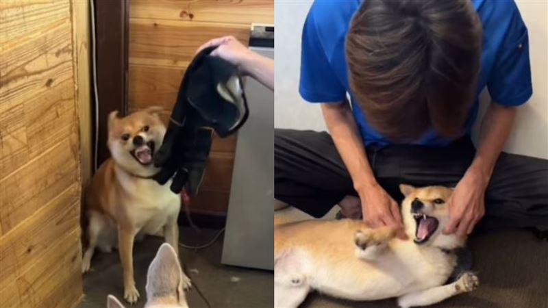 齋藤宏隆坦承自己常被咬，但從未退縮：「牠們只是害怕，我得讓牠們知道世界還值得相信。」（圖／翻攝自Instagram @wansfree）