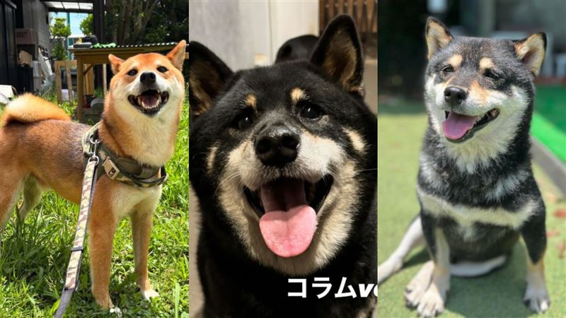 看到這些被遺棄的狗，開心的模樣，齋藤宏隆認為他所做的一切都值得了。（圖／翻攝自Instagram @wansfree）