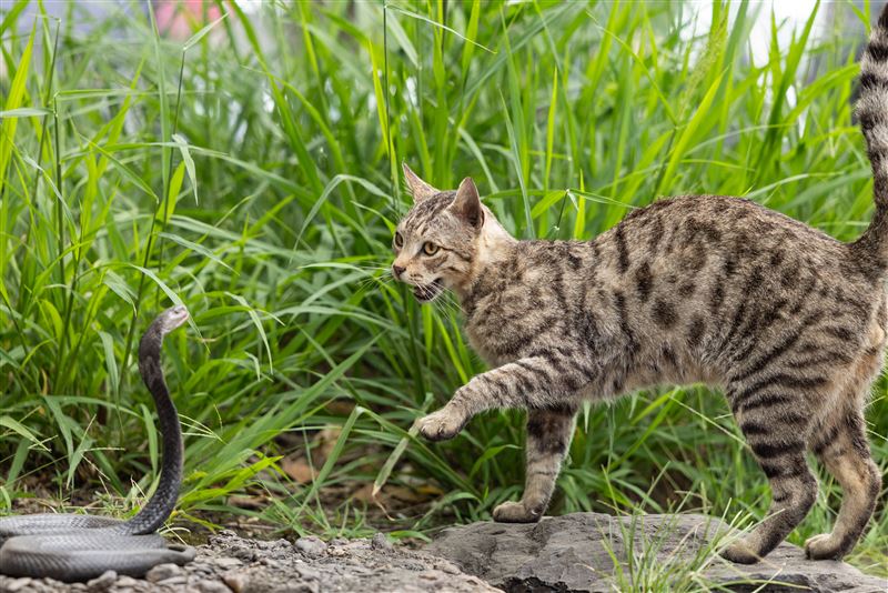 黃雯杰製作標本。（圖／文化總會提供）