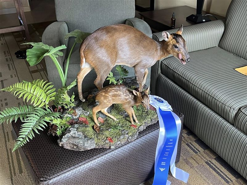 黃雯杰以山羌母子標本榮獲一級藍帶。圖片來源黃雯杰。（圖／文化總會提供）