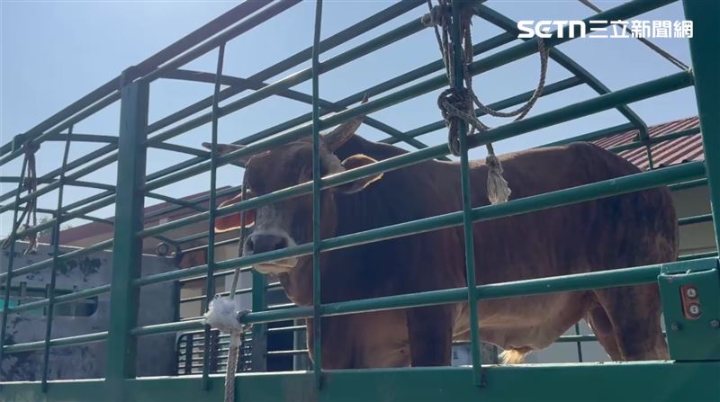 網友救援南投「滴血老牛」，6日專車送到台南老牛的家。（圖／翻攝畫面）