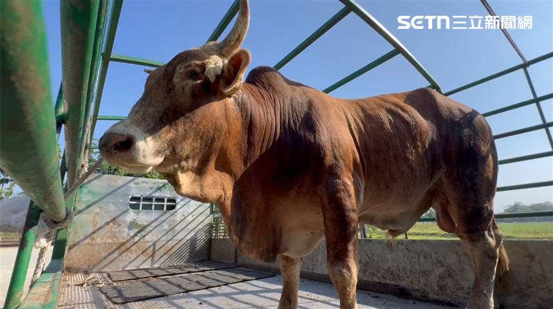 老黃牛經獸醫檢視後，將在「老牛的家」生活，會先暫時隔離，確認沒罹病，就會與其他牛隻一起相處。（圖／翻攝畫面）