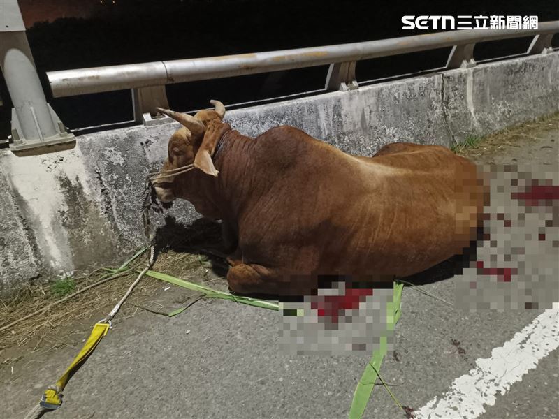 老農開著小貨車，以繩索牽引牛隻前行，車速過快牛蹄磨擦柏油路面，最終因疼痛與疲累癱坐在橋上，地面血跡斑斑。（圖／翻攝畫面）