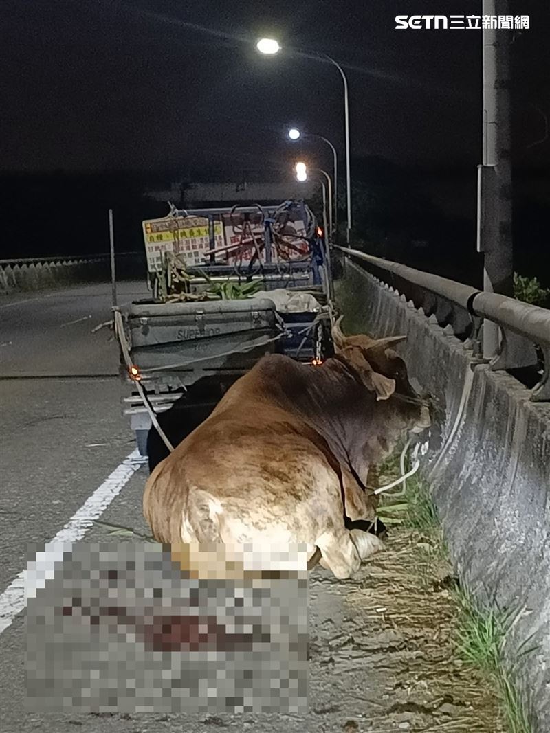 老黃牛遭綁貨車拖行「沿路滴血」蜷縮橋邊，讓許多網友看了都相當不捨。（圖／翻攝畫面）