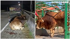 老牛,王秋淑,李宗翰,台南,南投,黃牛,飼主（圖／翻攝畫面）