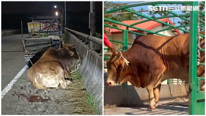 專車直送台南新家 「滴血老牛」現況曝光