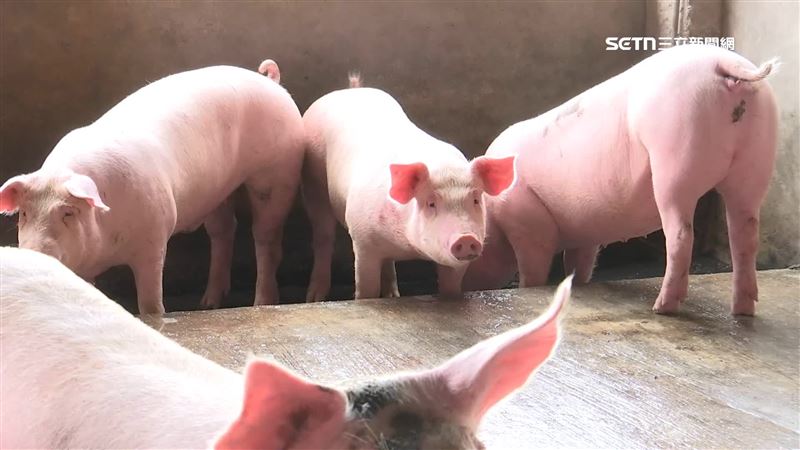 有部分小吃業者擔心，豬隻養太久、變得比較肥，肉質可能會有差