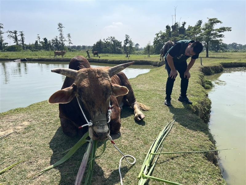 「南哞」將擺脫過去飼主，在台南「老牛之家」生活。（圖／翻攝李宗翰議員臉書）