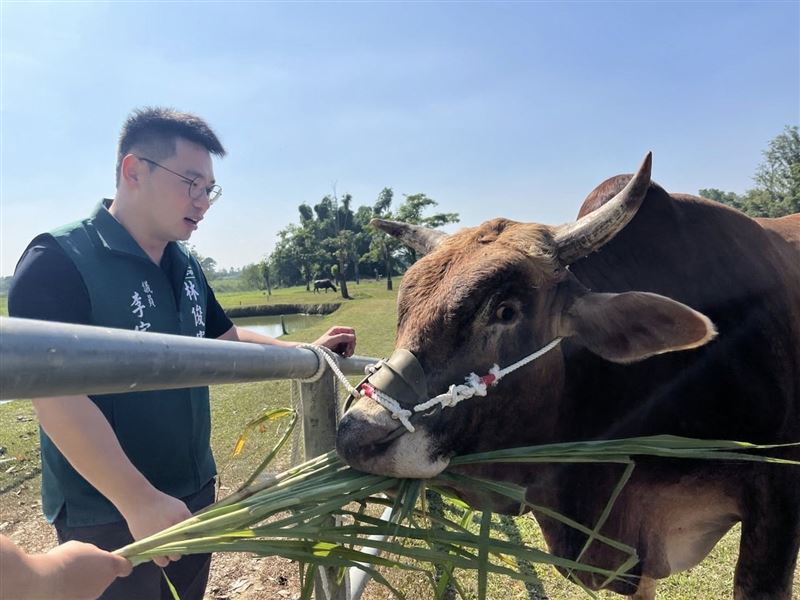 老黃牛入籍台南市，有了新名字「南哞」。（圖／翻攝李宗翰議員臉書）