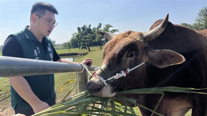 南投「滴血老牛」重生 花1萬入籍台南市