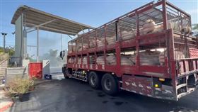 台南市學甲地區的養豬場出豬情況。（圖／農業部提供）