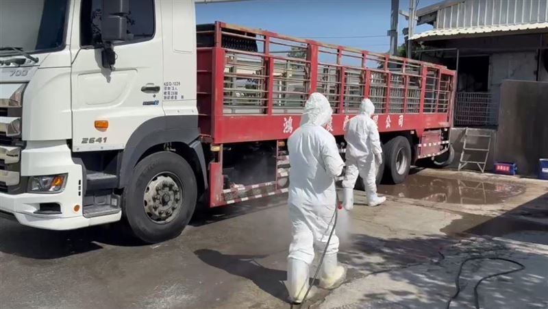 台南市學甲地區的養豬場出豬情況。（圖／農業部提供）