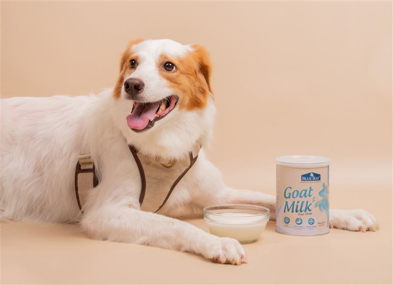 倍力頂級羊奶粉。（圖／品牌業者提供）